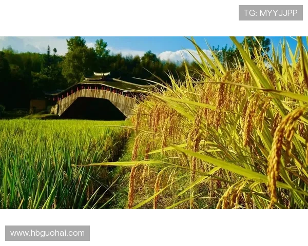 夏桥街：流淌在时光里的风情画卷